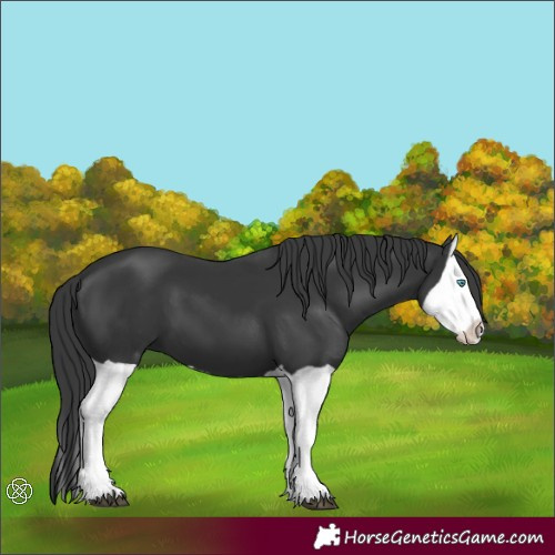 Horse Color:Black Splash 
