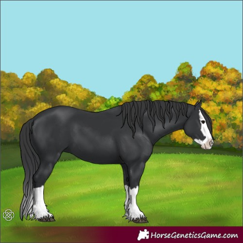 Horse Color:Black Splash