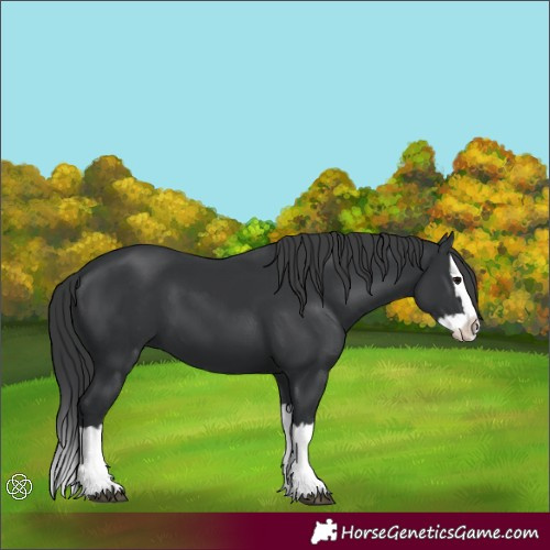 Horse Color:Black Splash 