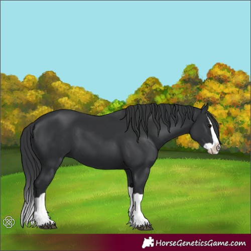 Horse Color:Black Splash