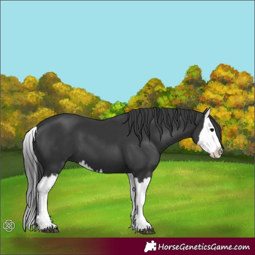 Horse Color:Black Splash 