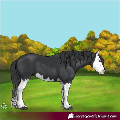 Horse Color:Black Splash