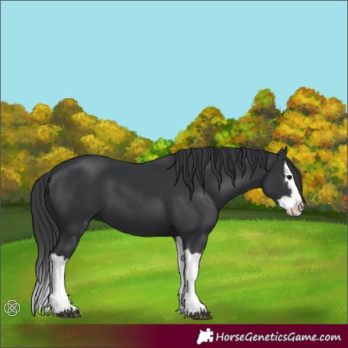 Horse Color:Black Splash