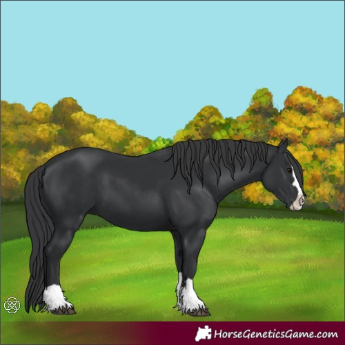 Horse Color:Black Splash