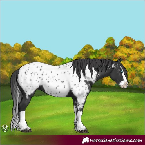 Horse Color:Black Splash Appaloosa 