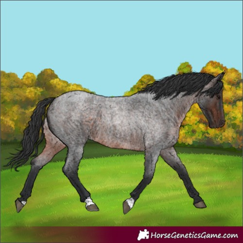Horse Color:Brown Roan 