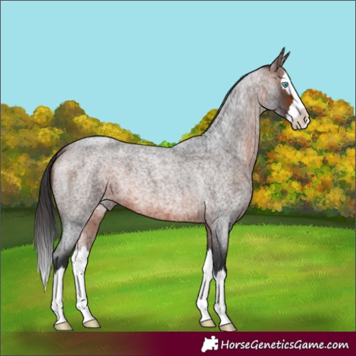 Horse Color:Bay Roan Splash