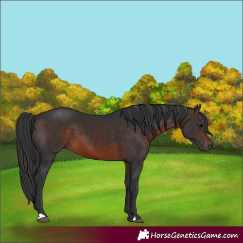 Horse Color:Brown 