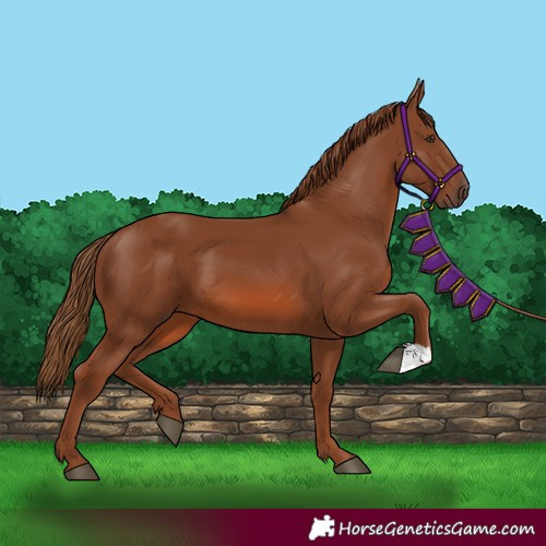 Horse Color:Unknown 
