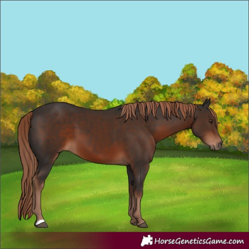 Horse Color:Liver Chestnut 