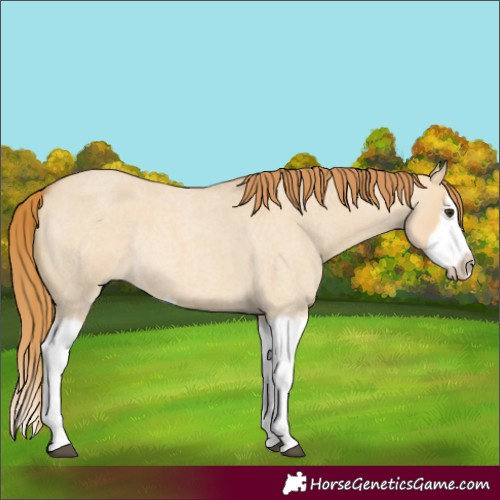 Horse Color:Red Dun Roan Splash Frame Rabicano