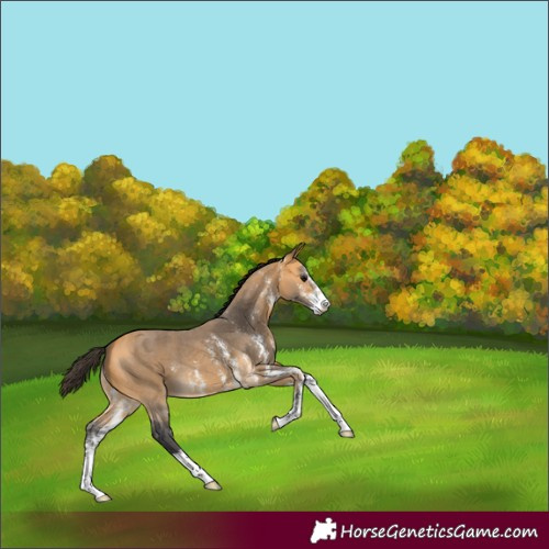 Horse Color:Buckskin Sabino 