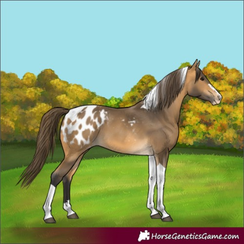 Horse Color:Buckskin Tobiano Appaloosa 