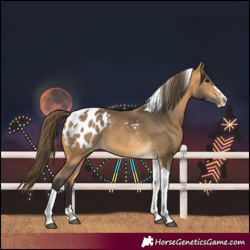 Horse Color:Buckskin Tobiano Blanket