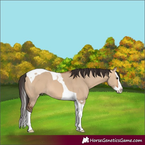 Horse Color:Bay Dun Splash Tobiano