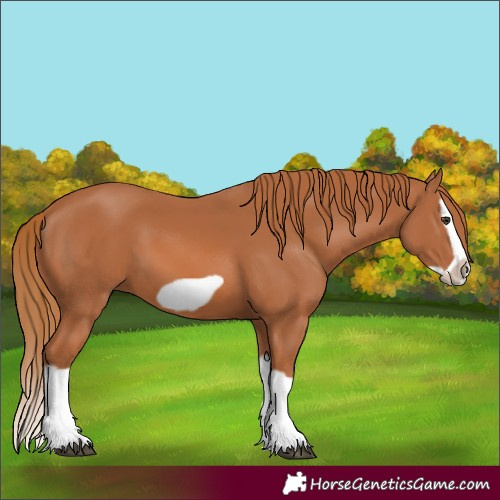 Horse Color:Chestnut Splash Frame