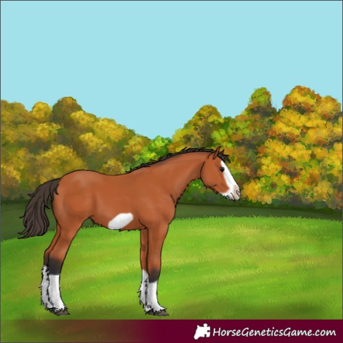 Horse Color:Bay Splash Frame 