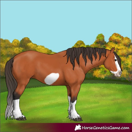 Horse Color:Bay Splash Frame 