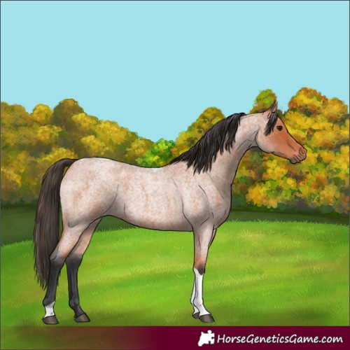 Horse Color:Bay Roan Tobiano 