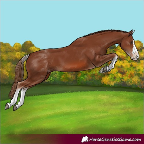 Horse Color:White Spotted Chestnut Splash