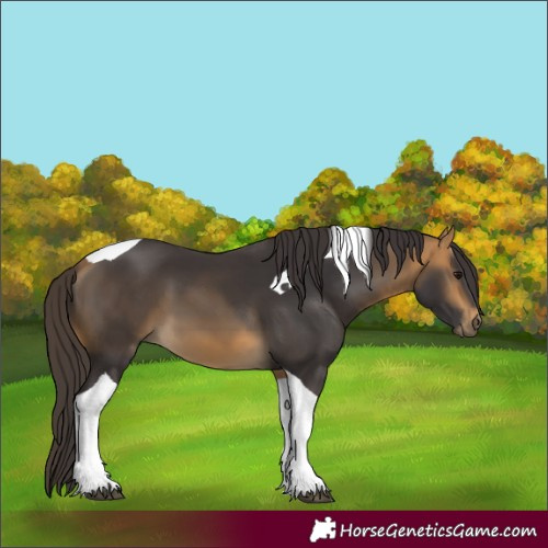 Horse Color:Buckskin Tobiano
