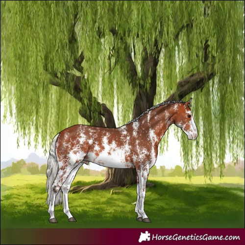 Horse Color:Silver Bay Sabino Appaloosa 