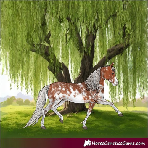 Horse Color:Silver Bay Sabino Varnish