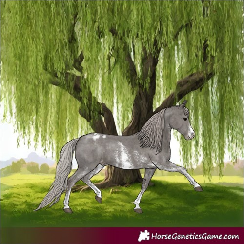 Horse Color:Silver Black Sabino Varnish