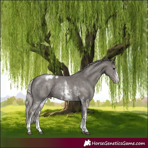Horse Color:Silver Black Sabino Appaloosa