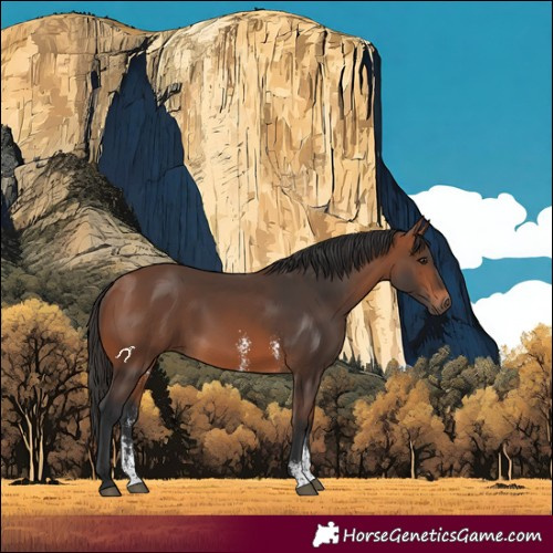 Horse Color:Bay Sabino 