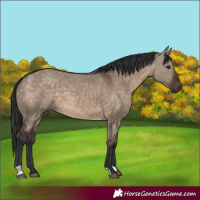 Horse Color:Brown Dun 