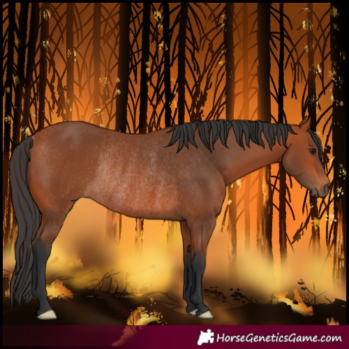 Horse Color:Bay Rabicano 