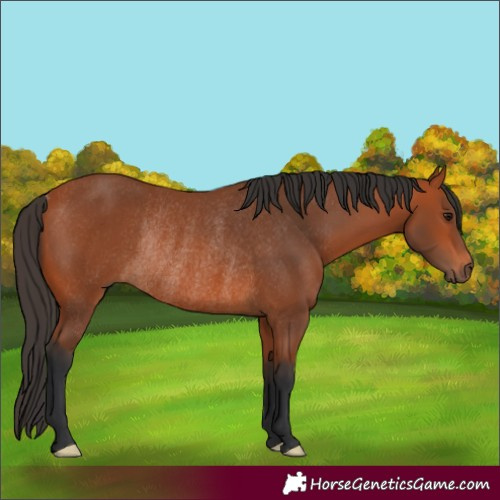 Horse Color:Bay Rabicano