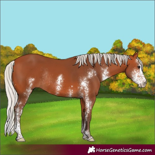 Horse Color:Silver Bay Sabino Rabicano 