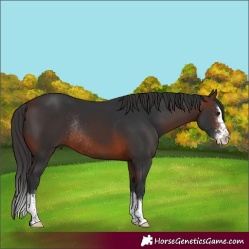 Horse Color:Brown Sabino Splash Rabicano 