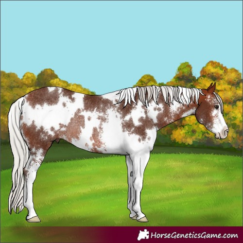 Horse Color:White Spotted Silver Bay Sabino Rabicano 