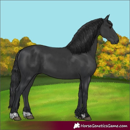 Horse Color:Black 