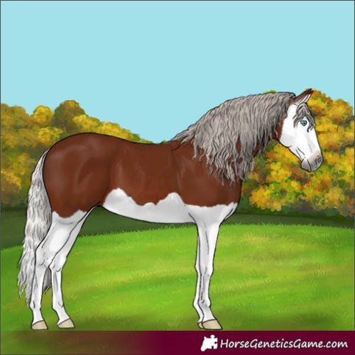 Horse Color:Gray Silver Bay Splash
