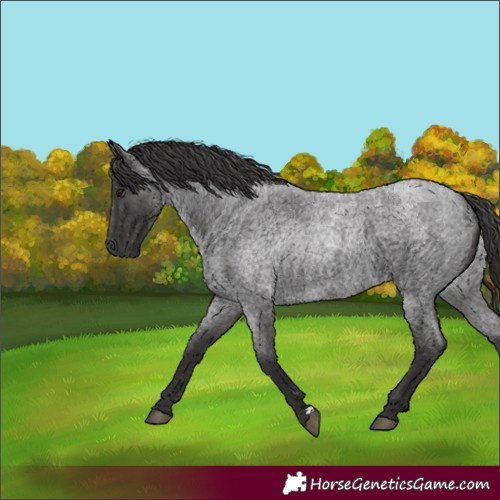 Horse Color:Unknown 