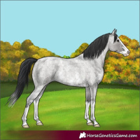 Horse Color:Grullo Ice Roan Sabino Splash