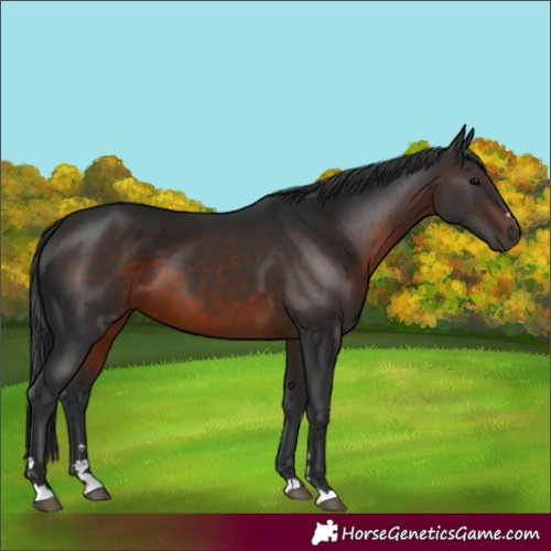Horse Color:Brown 
