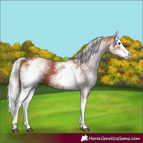 Horse Color:White Spotted Silver Bay Splash 