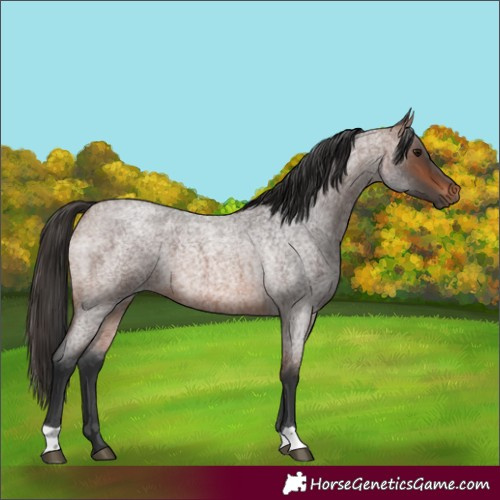 Horse Color:Brown Roan