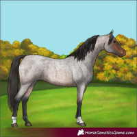 Horse Color:Brown Roan