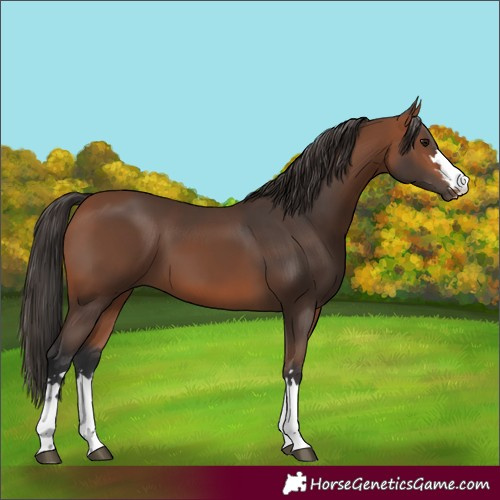 Horse Color:Bay 