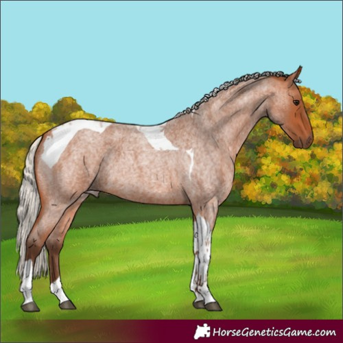 Horse Color:Silver Bay Roan Tobiano