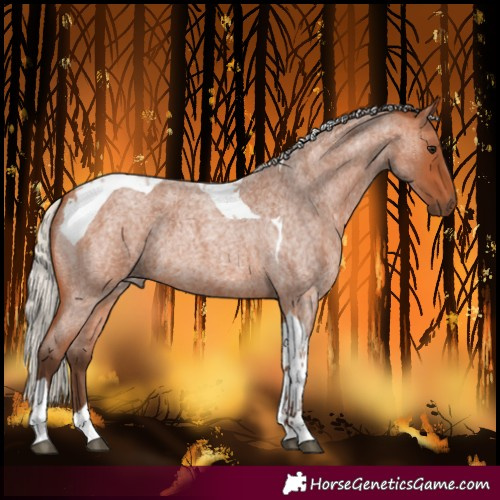 Horse Color:Silver Bay Roan Tobiano 