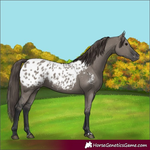 Horse Color:Grullo Appaloosa