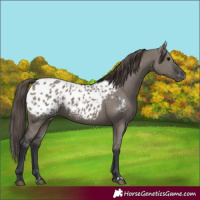 Horse Color:Grullo Appaloosa