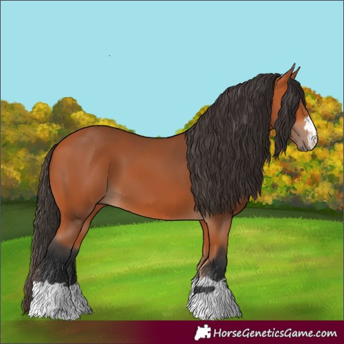 Horse Color:Bay 